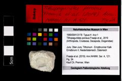 Foto (Objekt + Etikett) von Tithopaguristes porosus (Fraaije et al., 2019)  (NHMW-GEO-1990-0041-3178)